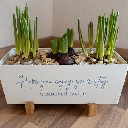 Domek letniskowy Hollicarrs - Bluebell *